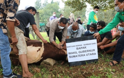 Ijeck Sembelih Sapi Kurban Berbobot 1,2 Ton dari Jokowi