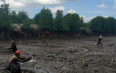 BRGM Perkuat Komitmen Percepatan Rehabilitasi Mangrove Berbasis Masyarakat