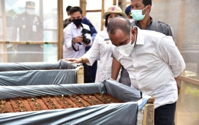 Tingkatkan Produksi Kentang Sumut, Gubsu Dorong Pengembangan Bibit