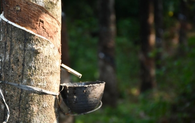 Mulai Pulih, Ekspor Karet Sumut Semester 1 2021 Meningkat 9,9 Persen