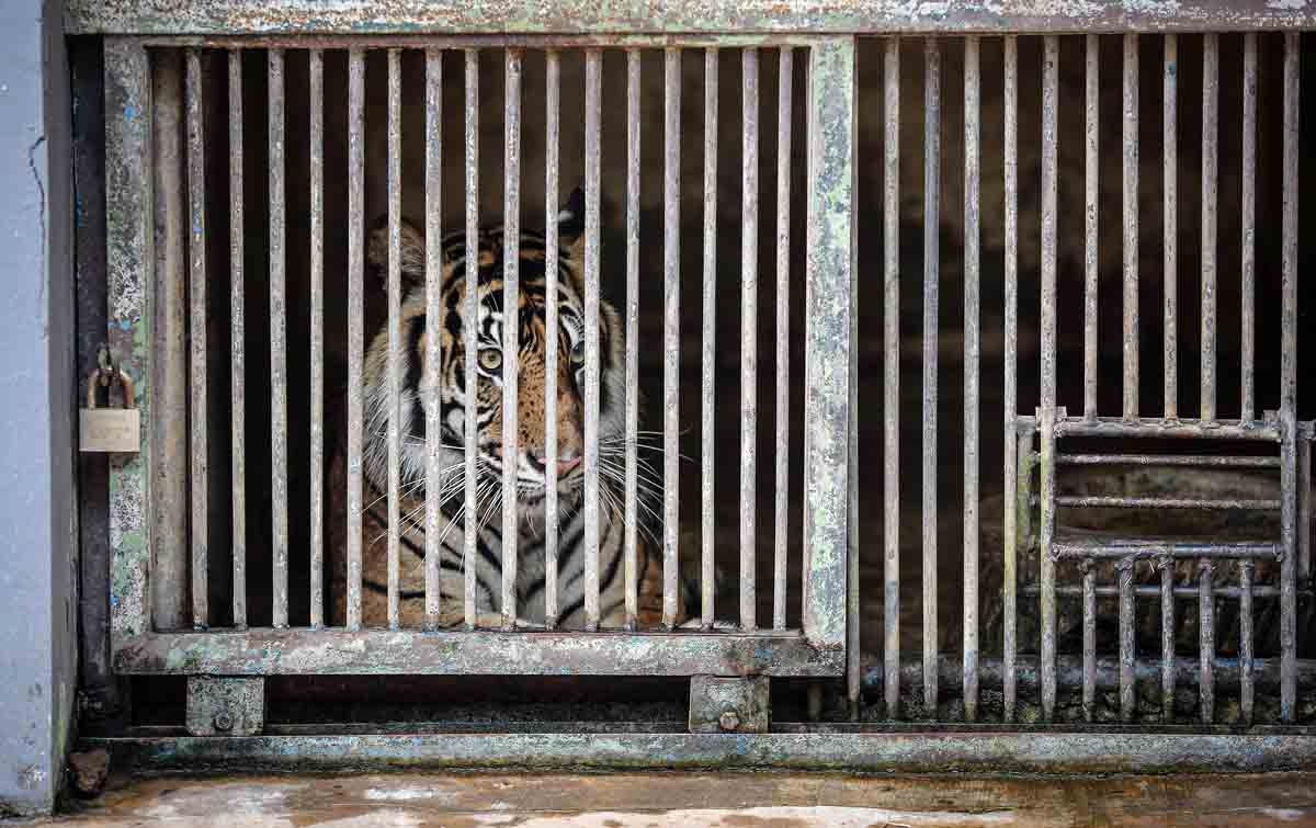 Foto: Harimau Sumatera Terpapar Covid-19