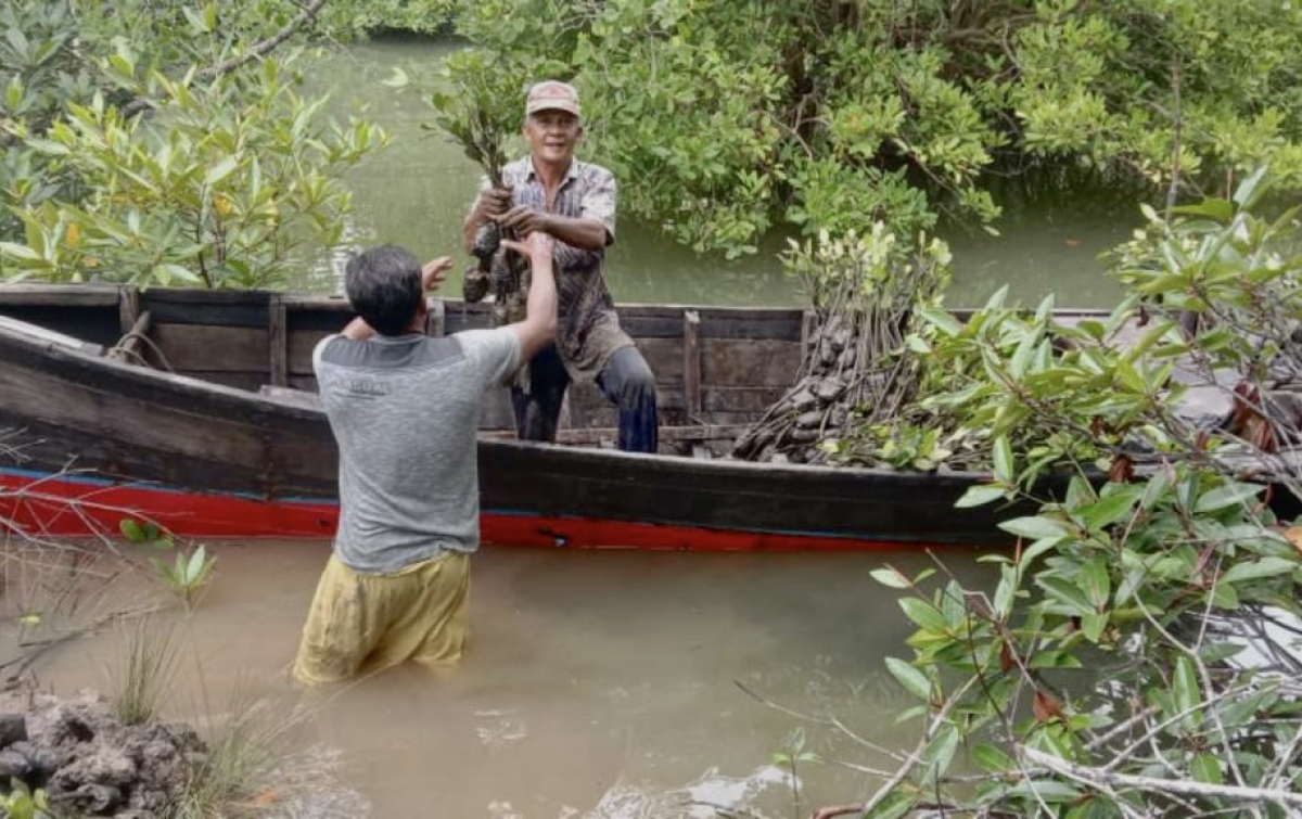 Penanaman Bibit Mangrove Untungkan Masyarakat Secara Ekonomi, dan Selamatkan Biota Laut