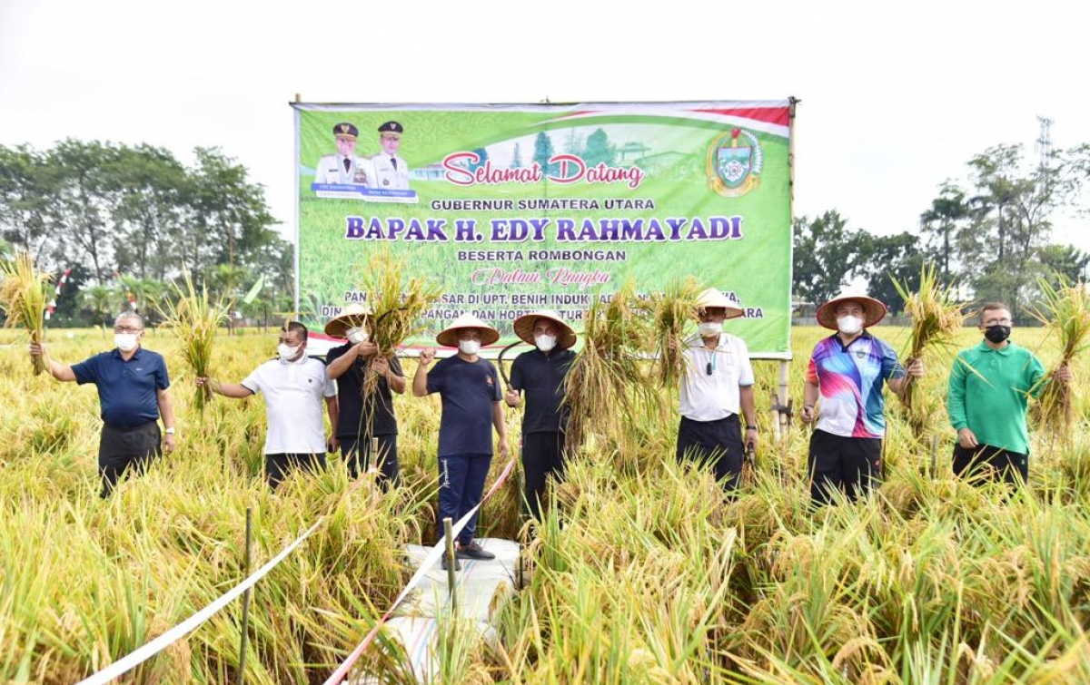 Kembangkan Benih Padi, Gubsu Berharap  Bisa Penuhi Kebutuhan Sumut