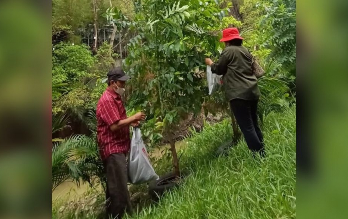 Ketua P3KS: Daun Eukaliptus Tak Memberi Nilai Ekonomi Jika Tak Dimanfaatkan