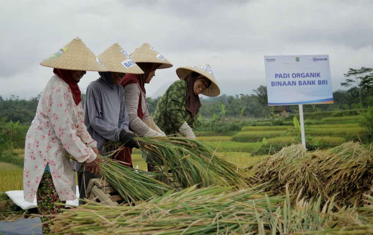 Kredit Mikro BRI Tersalurkan ke Sektor Pertanian Rp 161 Triliun