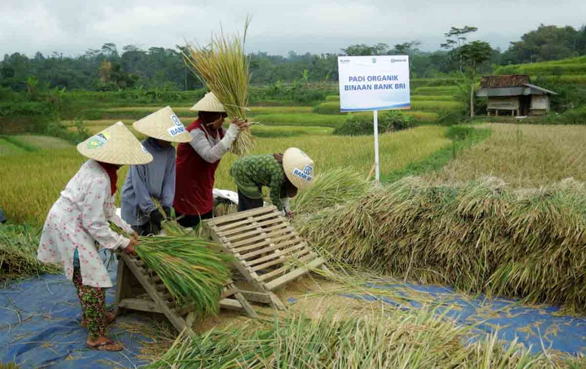 BRI Dukung Pengembangan Ekosistem Padi Untuk Perkuat Ketahanan Pangan Nasional
