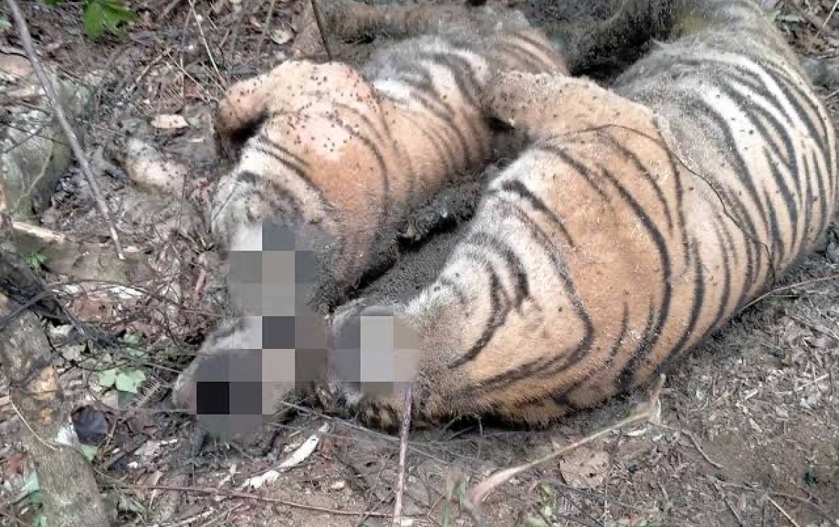 3 Harimau Sumatera Ditemukan Mati di Aceh Selatan, Diduga Terkena Jerat Babi 
