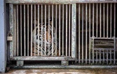 Foto: Harimau Sumatera Terpapar Covid-19