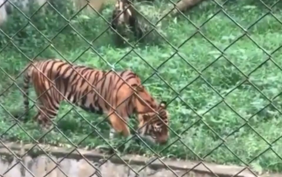 Tampak Kurus, Seekor Harimau di Medan Zoo Sakit Sejak Juni