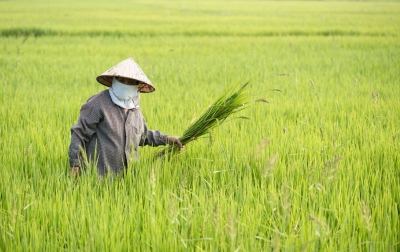 Sangat Membantu, Petani Sumut Harap Program AUTP Berlanjut