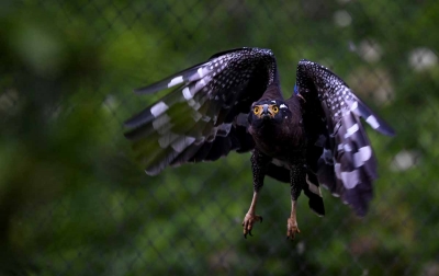 Foto: Konservasi Elang Kamojang