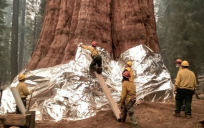 Kebakaran Hutan Mendekati Pohon Terbesar di Dunia