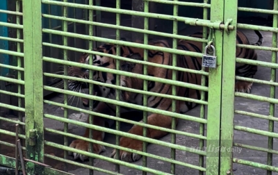 Kahiyang Ayu Bakal Bantu Makanan Harimau Medan Zoo