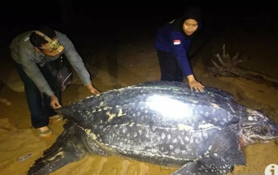 Penyu Terbesar di Dunia Muncul di Kalimantan Barat