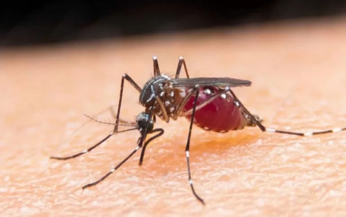 Kemenkes Konsultasi ke WHO Soal Vaksin Malaria Pertama di Dunia
