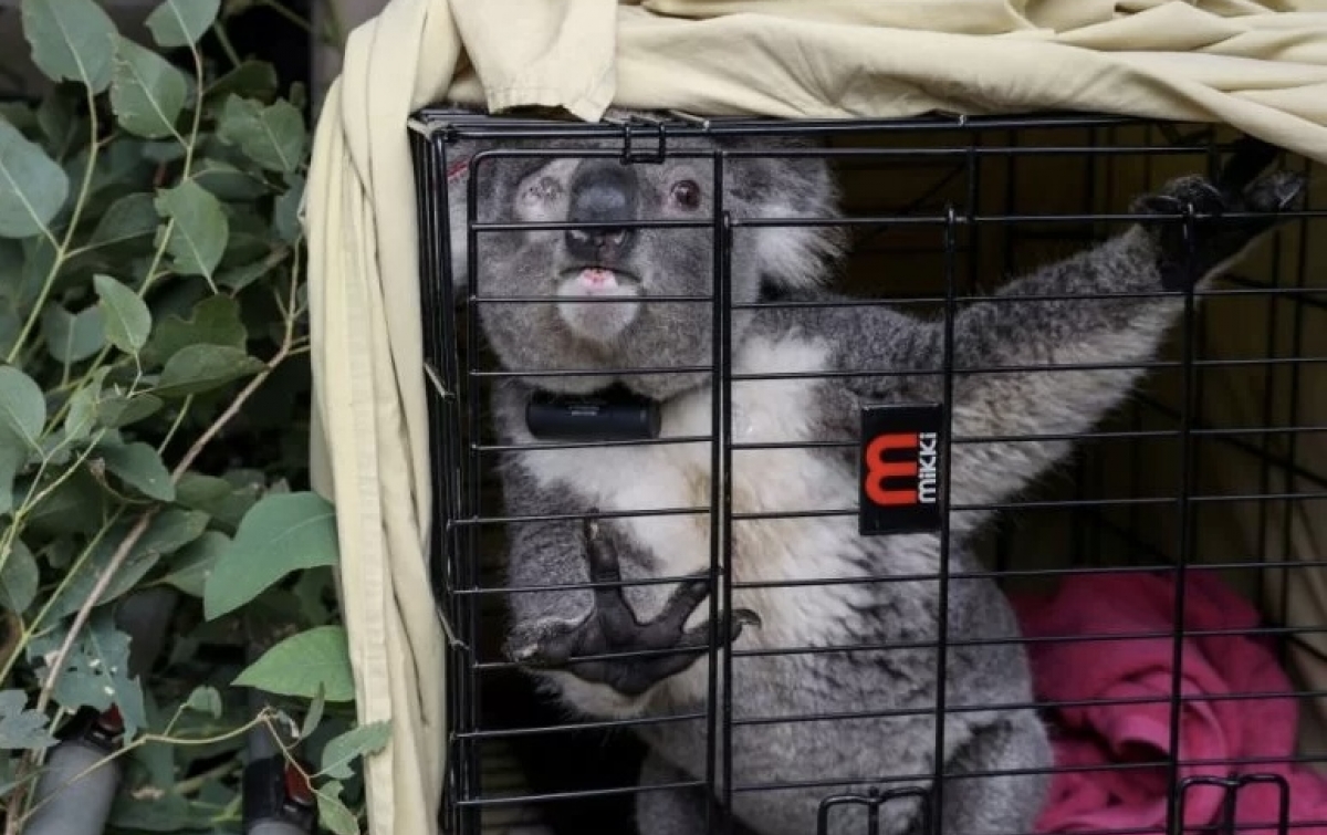 Ratusan Koala di Australia Akan Disuntik Vaksin Anti Klamidia