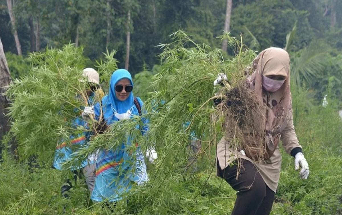3.5 Hektar Ladang Ganja di Aceh Dimusnahkan