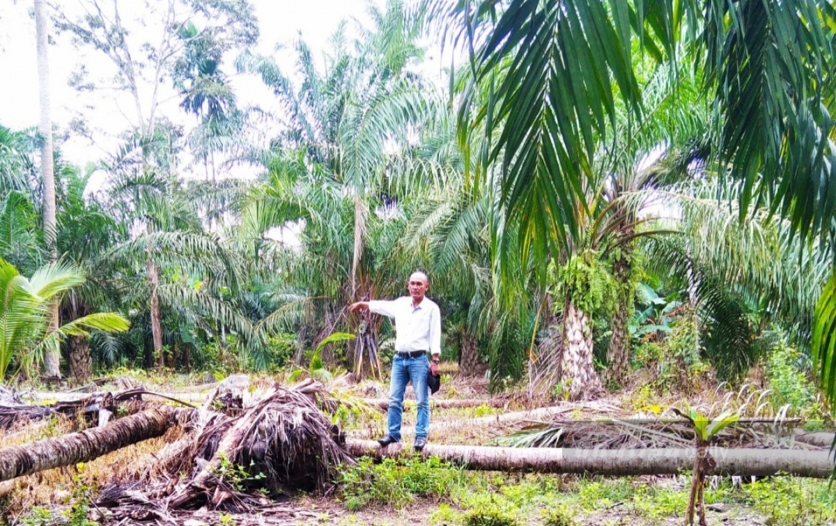 Tebang Kelapa Orang Tua, Rustam Jadi Tersangka