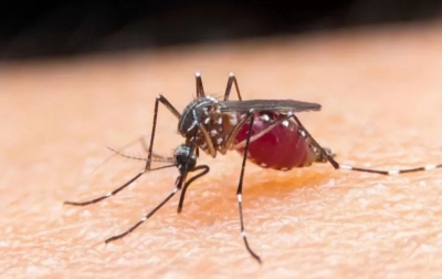 Kemenkes Konsultasi ke WHO Soal Vaksin Malaria Pertama di Dunia