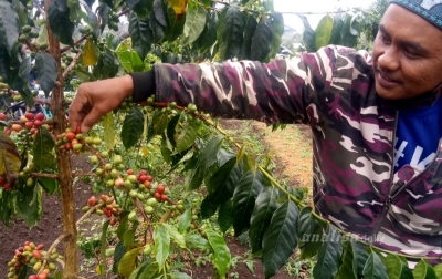 Harga Kopi di Karo Mulai Membaik