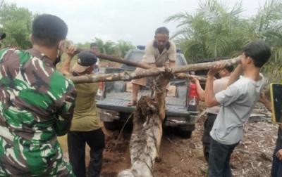 Seekor Harimau Sumatera Ditemukan Mati Terjerat