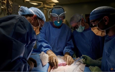 Transplantasi Ginjal Babi Pada Manusia Berhasil Diuji