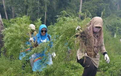 3.5 Hektar Ladang Ganja di Aceh Dimusnahkan
