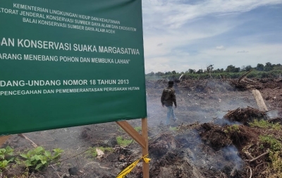 Hutan Lindung Kawasan Suaka Margasatwa Rawa Singkil Dirambah Perkebunan Sawit