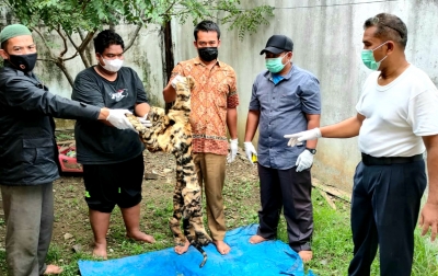 KLHK dan Polisi Ringkus Penjual Kulit Harimau