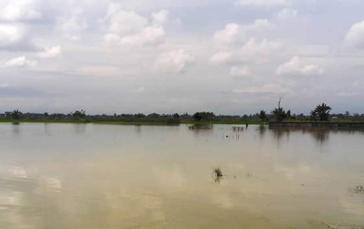 Tiga Pekan Tergenang Air, 4 Hektar Tanaman Padi Membusuk
