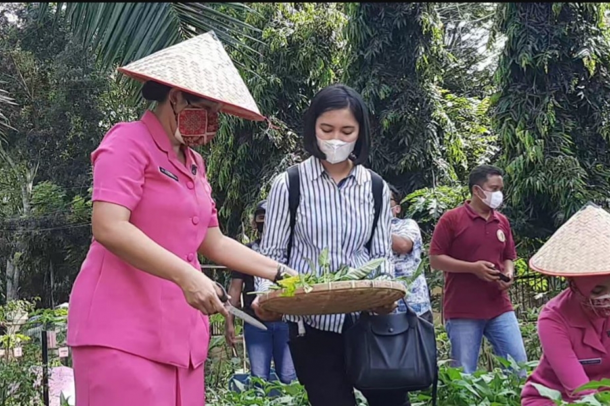 Ketua Bhayangkari Sumut Panen Sayur Mayur di Kebun Polres Langkat