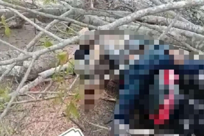 Cuaca Buruk, Pengendara Motor Tewas Tertimpa Pohon