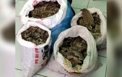 Gakkum KLHK Gagalkan Penjualan Sisik Trenggiling dan Paruh Rangkong