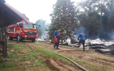 Kandang Ternak Ayam Terbakar, Kerugian Capai Rp 400 Juta