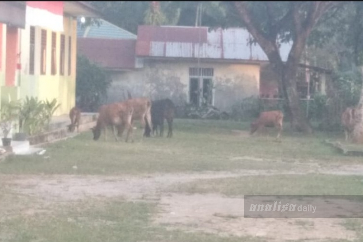 Reses, Anggota Dewan Temukan Ternak Berkeliaran di Sekolah