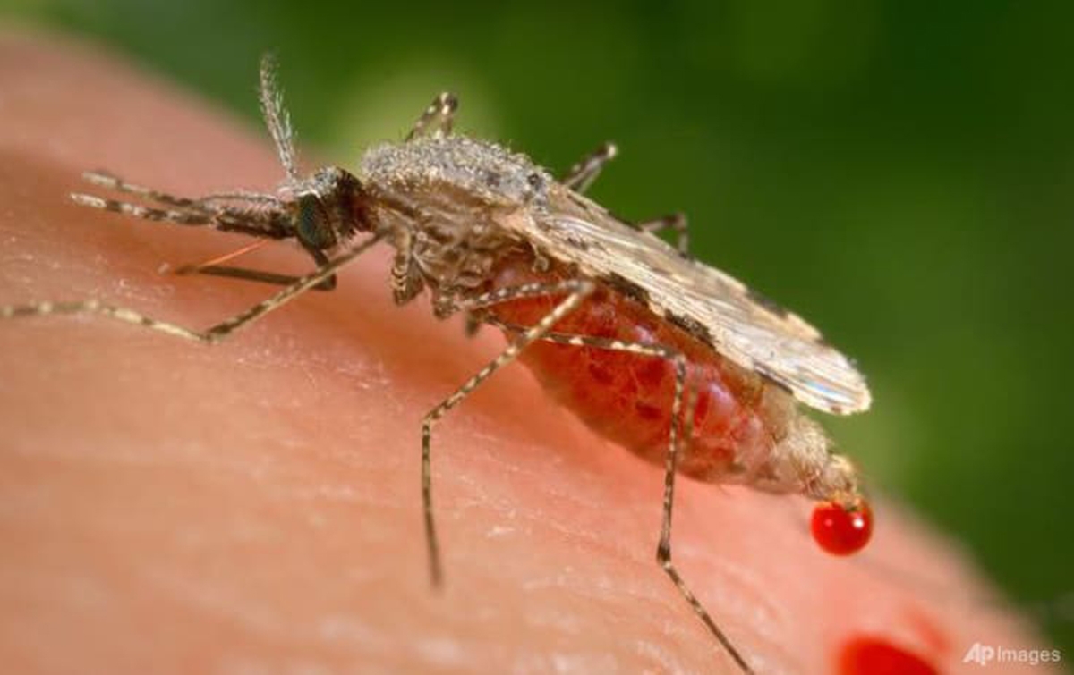 Covid-19 Membuat Lonjakan Kematian Akibat Malaria