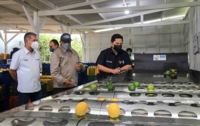 Menteri BUMN Erick Thohir Apresiasi Klaster Pertanian Binaan BRI