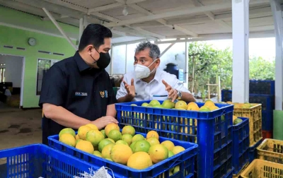 BRI Dorong Petani Jeruk Naik Kelas Dengan Kucurkan Modal hingga Pendampingan Usaha