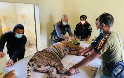 Harimau Masuk Kandang Jebak Diberinama Dewi Siundol, dan Dilakukan Penanganan Medis