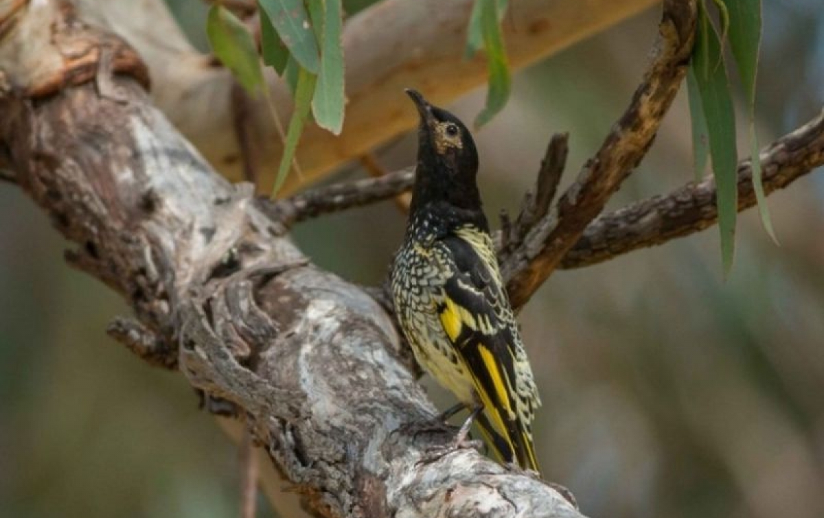 Burung Ikonis Australia Hadapi Ancaman Kepunahan