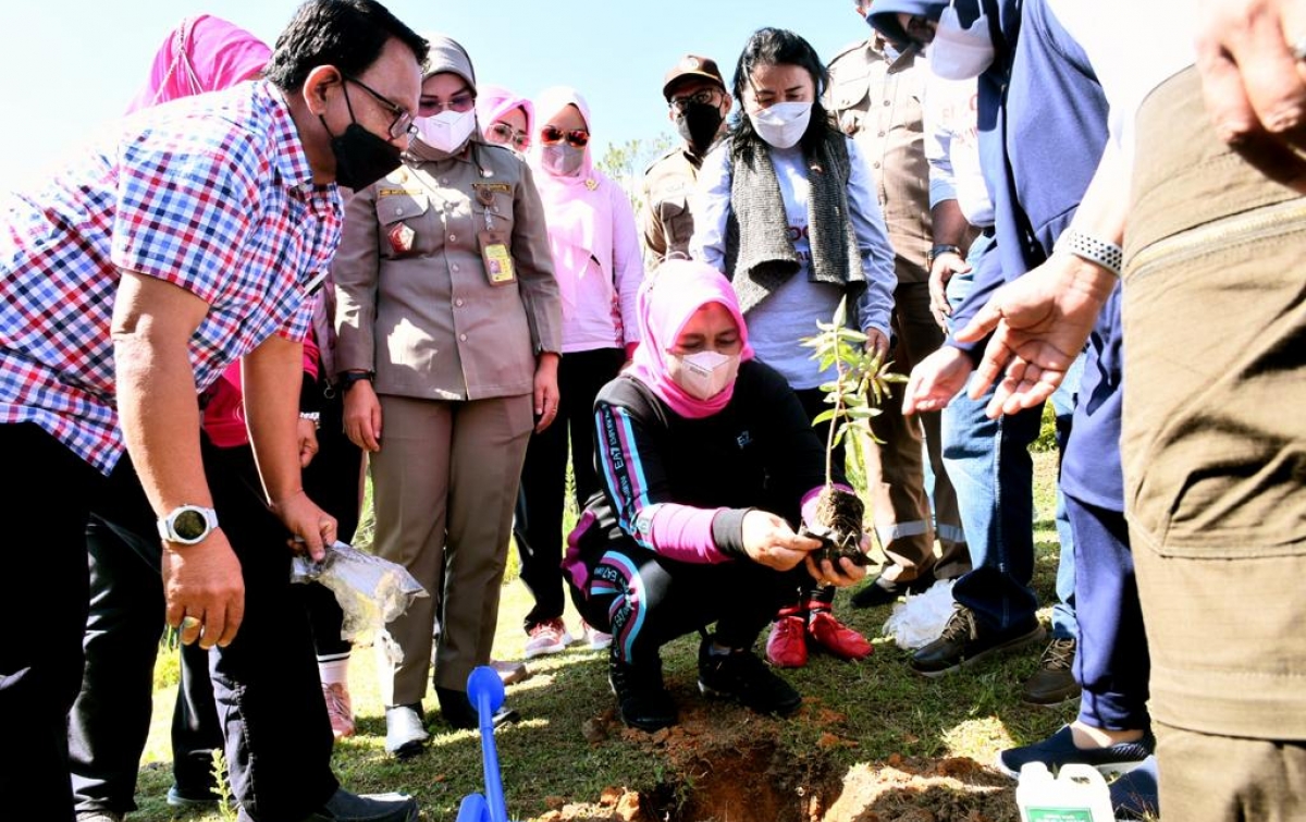 1.200 Pohon Andaliman Ditanam di Karo