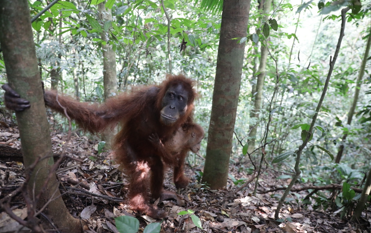 Tempat Rehabilitasi Orangutan di Bukit Lawang Akan Diaktifkan Kembali