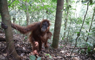 Tempat Rehabilitasi Orangutan di Bukit Lawang Akan Diaktifkan Kembali