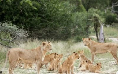 Tiga Singa dan Dua Puma di Kebun Binatang Terinfeksi Corona
