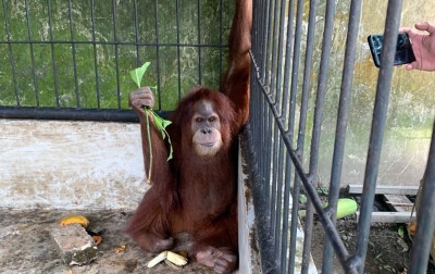 Delapan Ekor Satwa Dilindungi Diamankan dari Rumah Bupati Langkat