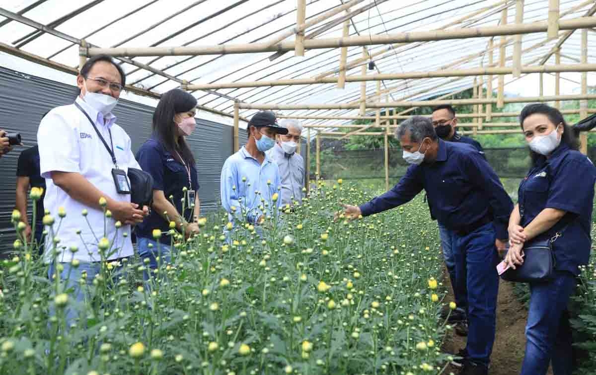 BRI Bantu Petani Bunga Klaster Usaha Bunga Krisan Tomohon