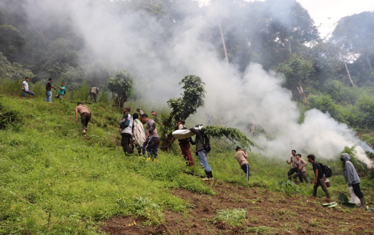 Polda Sumut Musnahkan Ladang Ganja di Pegunungan Tor Mangompang