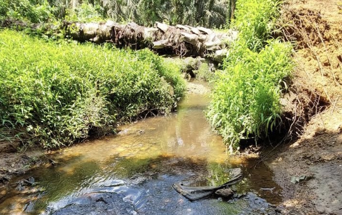 Diduga Akibat Limbah PKS, Sungai Sialang Rindang Tercemar
