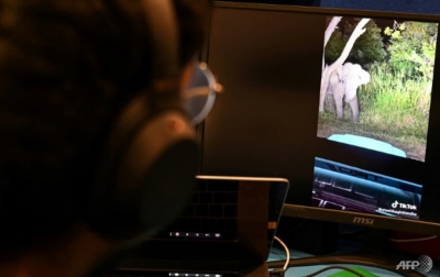 TikToker di Sri Lanka Didenda Karena Menyiksa Gajah