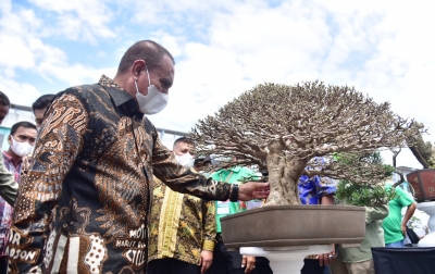 Edy Rahmayadi: Bonsai Layak Dikembangkan, Karena Karya Seni Bernilai Tinggi